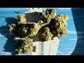 Lemon Cherry Gelato Delta 9 Review