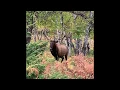 South Dakota Elk Hunt 2019
