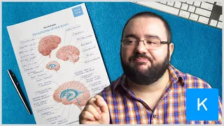 Learn the parts of the brain without losing your mind - labeling exercises and quizzes Kenhub