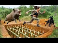 Tense Moment: The Ferocious Wild Boar Caught in a Primitive Trap #survival #viral #bushcraft