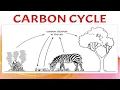 Carbon Cycle - Quiz
