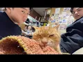 Lagu My cute little cat, my big cocky cat #ski #vlog