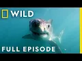 Shark Attacks on the Florida Space Coast Full Episode When Sharks Attack