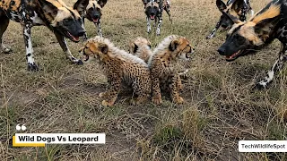 4 Mothers, 4 Battles: What Happens When Predators Challenge Nature's Protectors