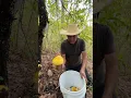 Edible mushrooms