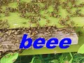 Download Lagu beees