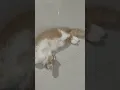 Download Lagu perutnya itu lo😫 #cat #cutebaby #catlover #shortvideo #kucing #catvideos #lovecats #animals #like