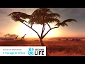 Second Life Destinations - A Voyage to Africa