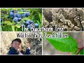 Download Lagu The Blackthorn Tree: Wild Food, Facts, Uses \u0026 Folklore 🌲🌸🍇