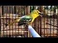 Download Lagu I Tried Sirtu Cipoh Betina for 30 Days and My Birds Went CRAZY!