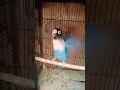 Download Lagu blue lovebird happy singing like you voice #like #lovebird #viral #shorts #lovebirds