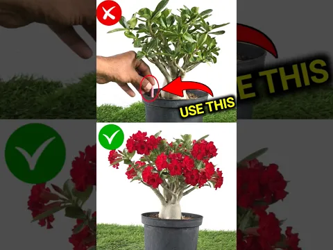 Adenium Plant care & Fertilizer #shorts adenium