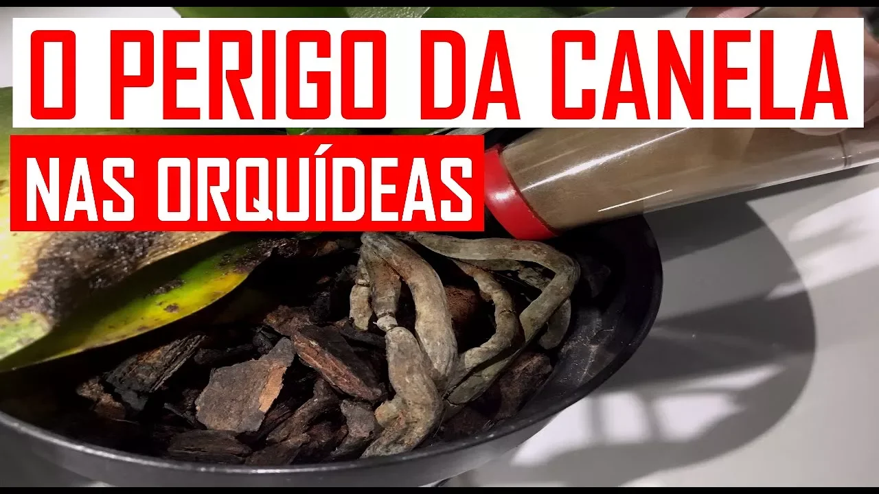 ATENÇÃO: O PERIGO DA CANELA EM PÓ NAS ORQUÍDEAS (CUIDADO COM A CANELA NAS ORQUIDEAS)