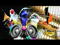Download Lagu MASTERAN MURAI BATU Pastol FULL ISIAN Tembakan KASAR