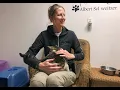 Meet the new director of the Tri-Cities Animal Control shelter