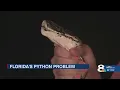 Gov DeSantis tackles invasive pythons in Everglades plan