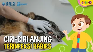 Download 🐕 Kenali Ciri-Ciri Anjing Kena Rabies dan Cara Pencegahannya Terbaru 2023 MP3