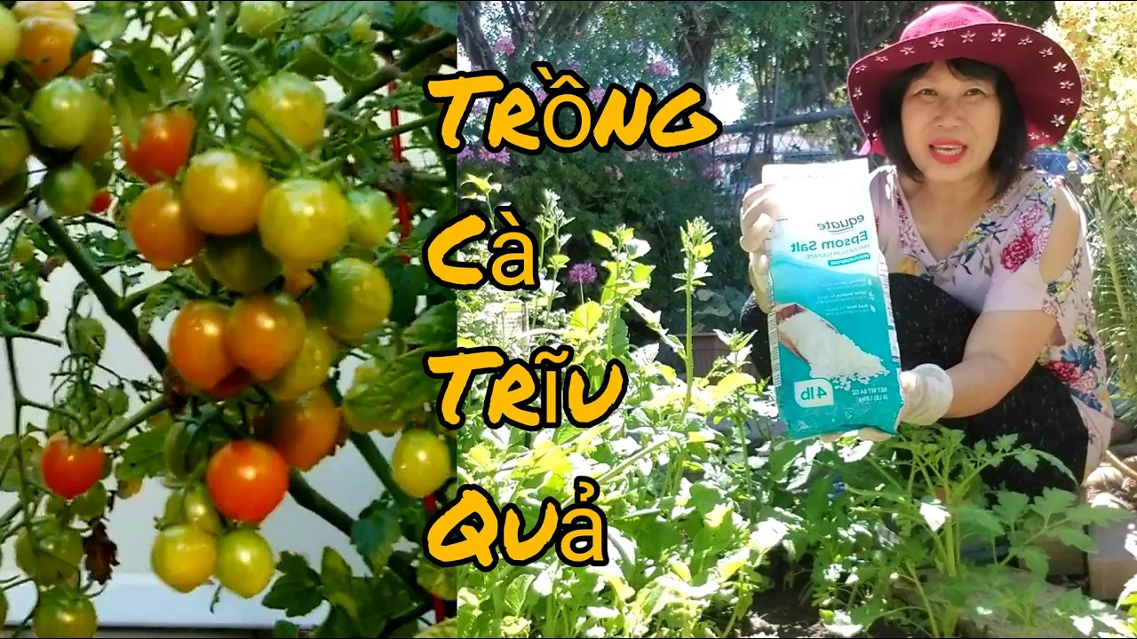 Outline Video Năm BÍ KIẾP trồng và chăm sóc CÀ CHUA trĩu quả, trái ngon mọng nước