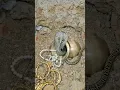 Download Lagu सांप करता है खजाने की रक्षा | The snake protects the treasure #gold #shorts