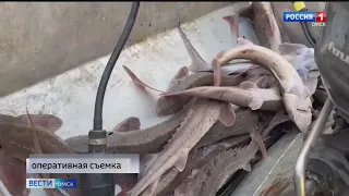 В Таре задержаны браконьеры с большим уловом стерляди