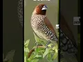 Download Lagu suara pikat burung piit batik/emprit/peking/pipit