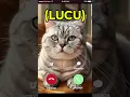Lucu is calling you back #ytshorts #youtubeshorts #ringtone #funny #cat #shorts #viral