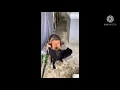 GSD German Shepherd Dog First time breeding mating fighting while mating no shooter natural