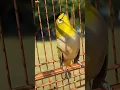 Download Lagu Pleci Gacor #birds #birdsong #pleci #shorts