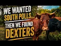 South Poll vs Dexter Are You Paying for the Name