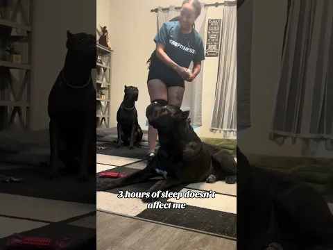 Maybe I could use more sleep 😅#canecorso #bigdogs #dreeandghost