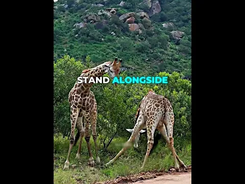 Two giraffes fight over a female nearby 🦒