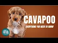 Cavapoo Dog Breed Guide Dogs 101 -