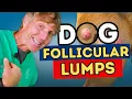 5 Easy Home Remedies for Follicular Cysts in Dogs