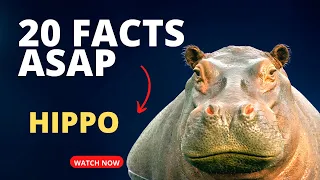 hippo