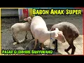 Download Lagu Harga Babon Anak, Bibitan dan Pejantan. Pasar Glenmore Banyuwangi Jatim