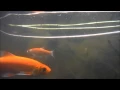 Download Lagu Fish in pond A4