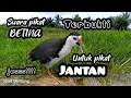 Download Lagu SUARA PIKAT BURUNG RUAK RUAK BETINA MEMANGGIL JANTAN TERBARU 2025