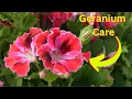 Download Lagu Geranium Care | How to, Tips, Tricks, and Hacks