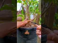 Lagu Cara menekuk Batang yang terlalu besar #bonsai #bonsaitree #bonsaiideas #inpirasibonsai