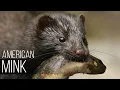 Download Lagu AMERICAN MINK is a strong, voracious and fearless animal. Mink versus lynx, coyote, swan, fish