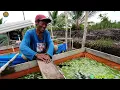 Download Lagu PETANI KREATIF SEDERHANA CEDAS DAN MAKIN LUAS TANAMAN NYA