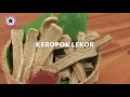 Download Lagu Resipi Keropok Lekor | Fried Fish Sticks Recipe