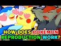 How Does Pokemon Reproduction Work - Explored