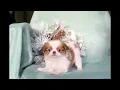 Dogs from the Land of the Rising Sun