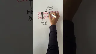 Structure of Plasma membrane