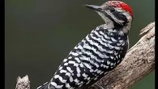 pancingan platuk ulam gacor untuk masteran murai batu kacer cucak ijo