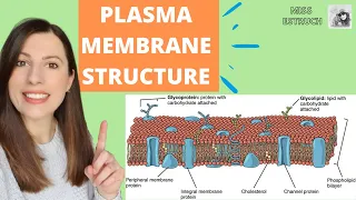 PLASMA MEMBRANE structure and function Phospholipid bilayer for A-level Biology Fluid-mosaic model