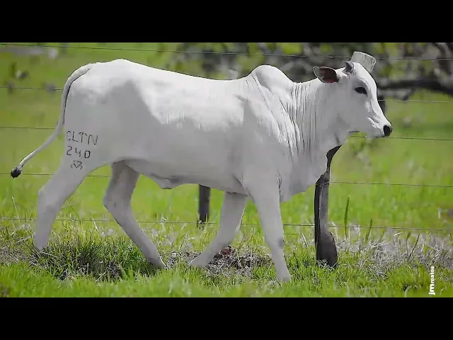 Novilha Nelore CLTN - 240