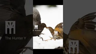 New Song Thrush And Black Bird Sound صوت سمن وشحرور جديد Like Subscribe Share 