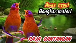 masteran murai batu level dunia kelas wahid raja tembak gantangan